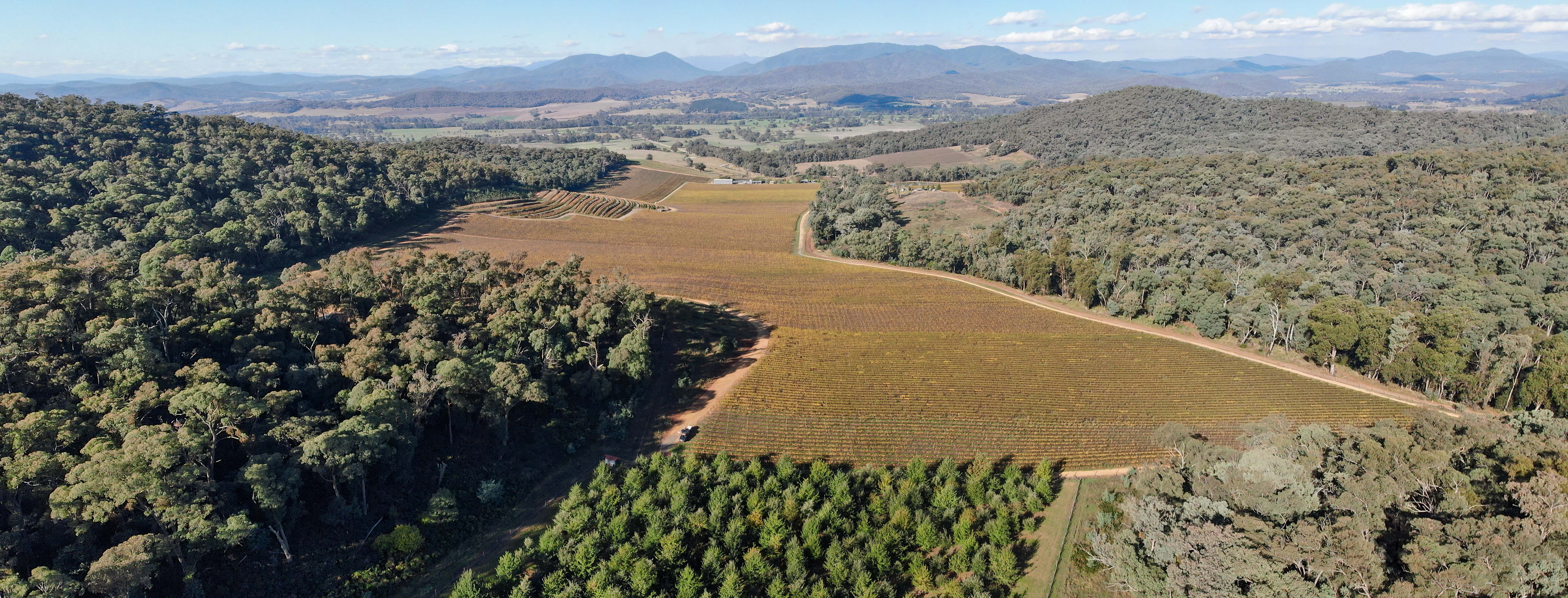 Panoramic Photo of Vineyard in King Valley