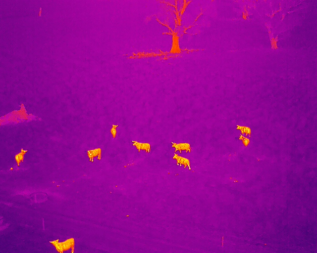 Cattle identification using Thermal Imaging